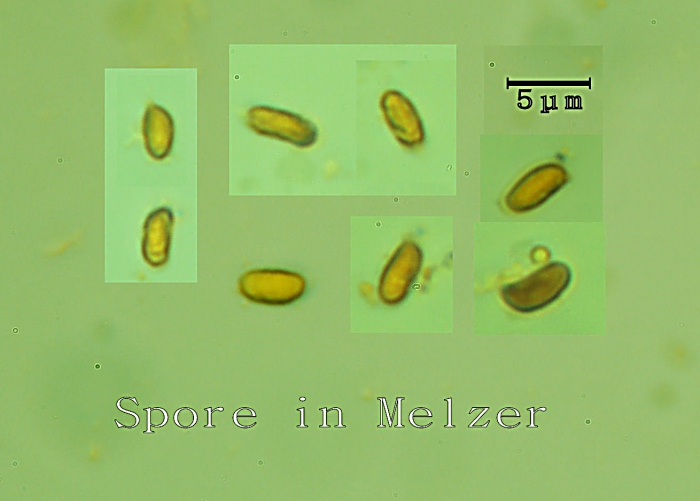 su tronco di pino silvestre molto degradato in pineta poco antropizz. (Irpicodon pendulus)